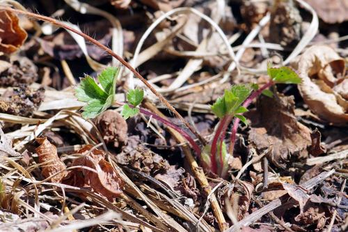 Potentilla stolonifera