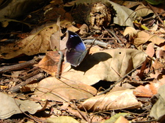 Memphis moruus