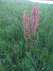 Rumex hastatulus