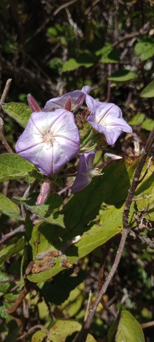 Image of Convolvulus canariensis by (c) Pablo MR, some rights reserved (CC BY)
