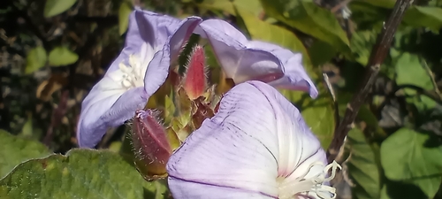 Image of Convolvulus canariensis by (c) Pablo MR, some rights reserved (CC BY)