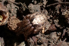 Zygiella x-notata