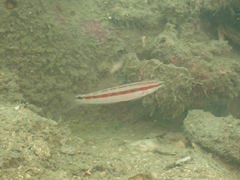 Suezichthys gracilis