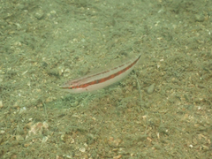 Suezichthys gracilis