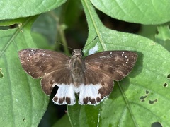 Tagiades ultra