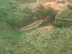 Suezichthys gracilis