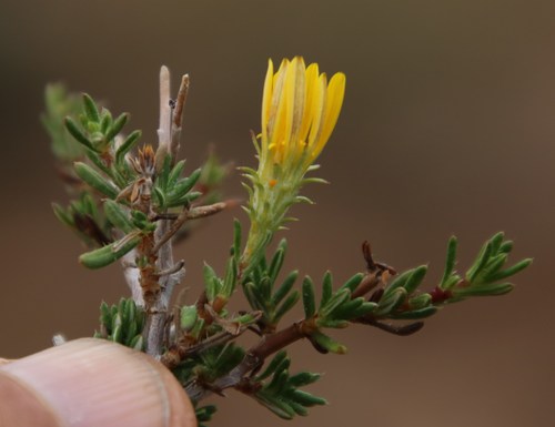 Image of Gorteria alienata by (c) Tony Rebelo, some rights reserved (CC BY-SA)