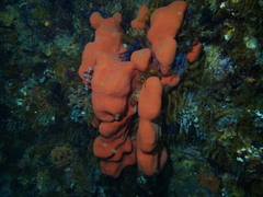 Clathria dayi