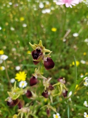 Ophrys helenae