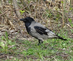 Corvus cornix