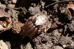 Zygiella x-notata