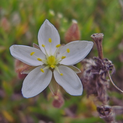 Spergularia bocconei