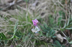 Lathyrus linifolius