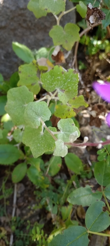 Pericallis lanata image