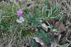 Lathyrus linifolius