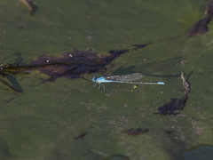 Pseudagrion cingillum