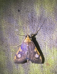 Chalcidoptera contraria