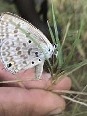 Lepidochrysops plebeia