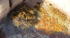 Sargassum incisifolium