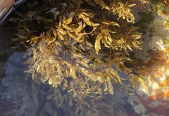 Sargassum incisifolium