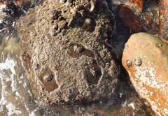 Scutellastra longicosta