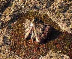 Scutellastra longicosta