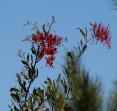 Rumex usambarensis