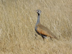 Eupodotis caerulescens