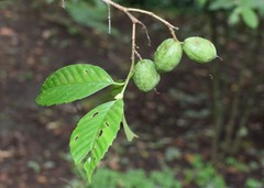 Ticodendron incognitum