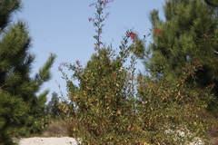 Rumex usambarensis
