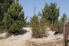 Rumex usambarensis