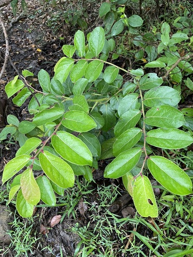 Umbrella Cheese Tree