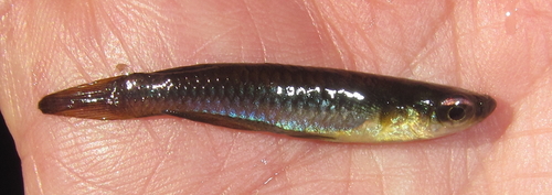 Lacustricola johnstoni