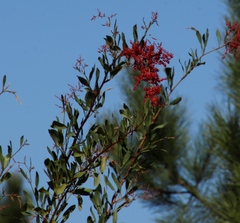 Rumex usambarensis