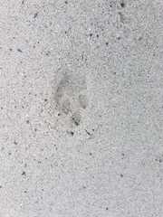 Herpestes pulverulentus