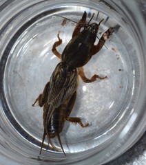 Gryllotalpa krimbasi