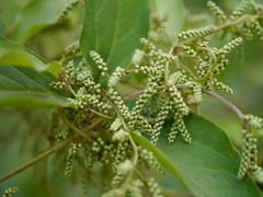 Dioscorea pentaphylla