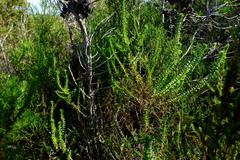 Polyarrhena reflexa reflexa