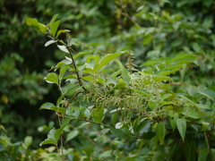 Dioscorea pentaphylla