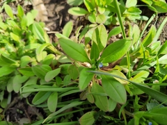 Myosotis sparsiflora
