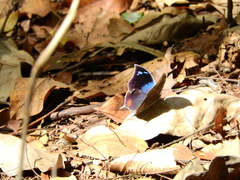 Memphis moruus