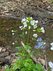 Cardamine tenera