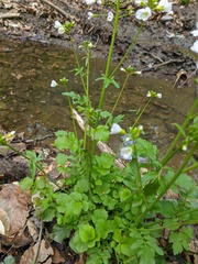 Cardamine tenera