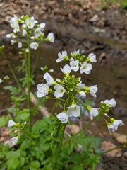 Cardamine tenera
