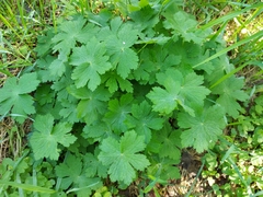 Geranium phaeum