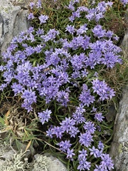 Scilla verna