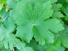 Geranium phaeum