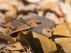 Nososticta koongarra