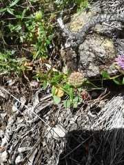 Monardella purpurea
