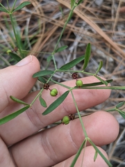 Euphorbia curtisii